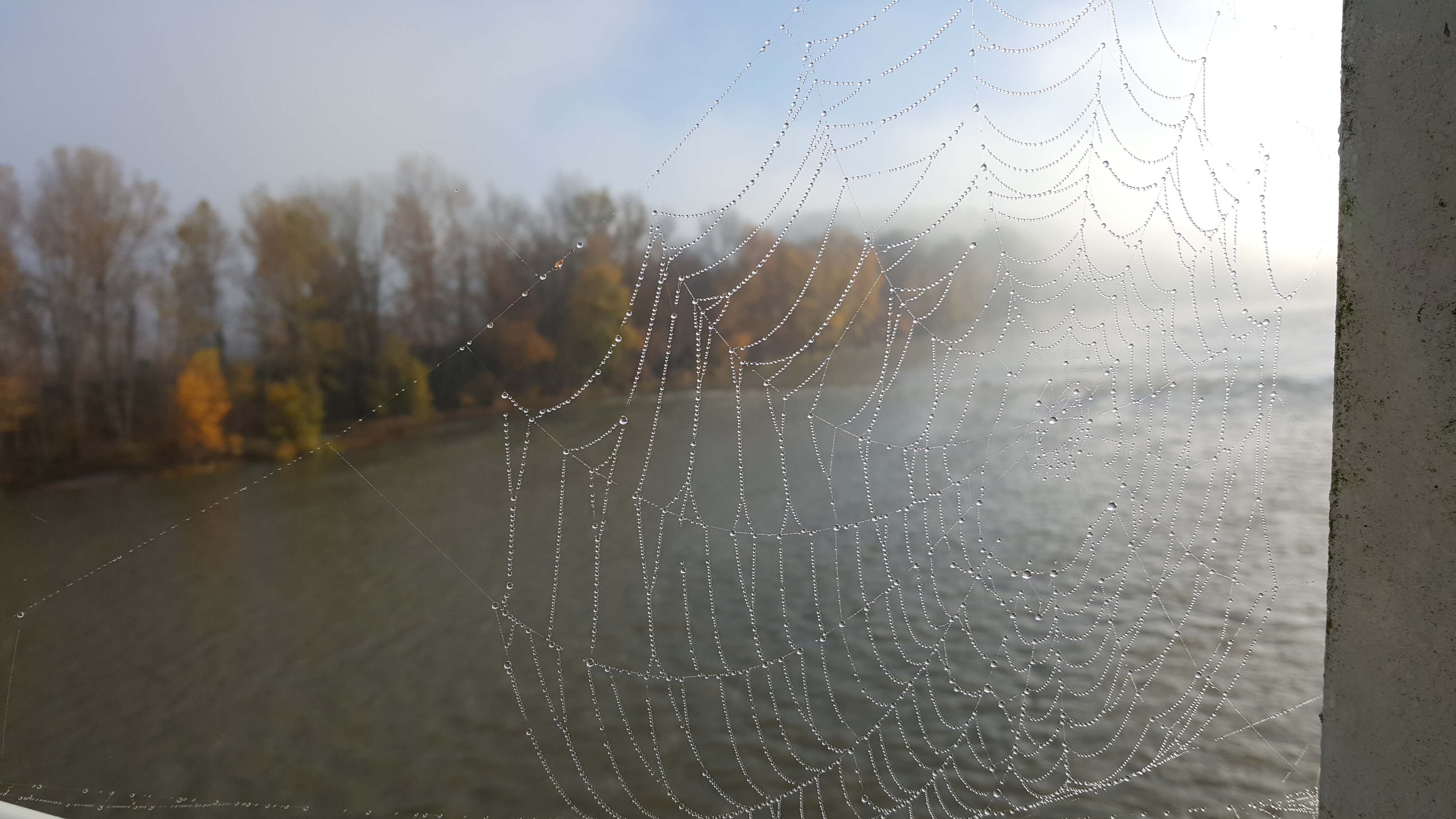 Bords de Garonne à l'automne