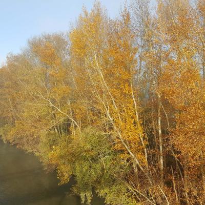 Bords de Garonne à l'automne