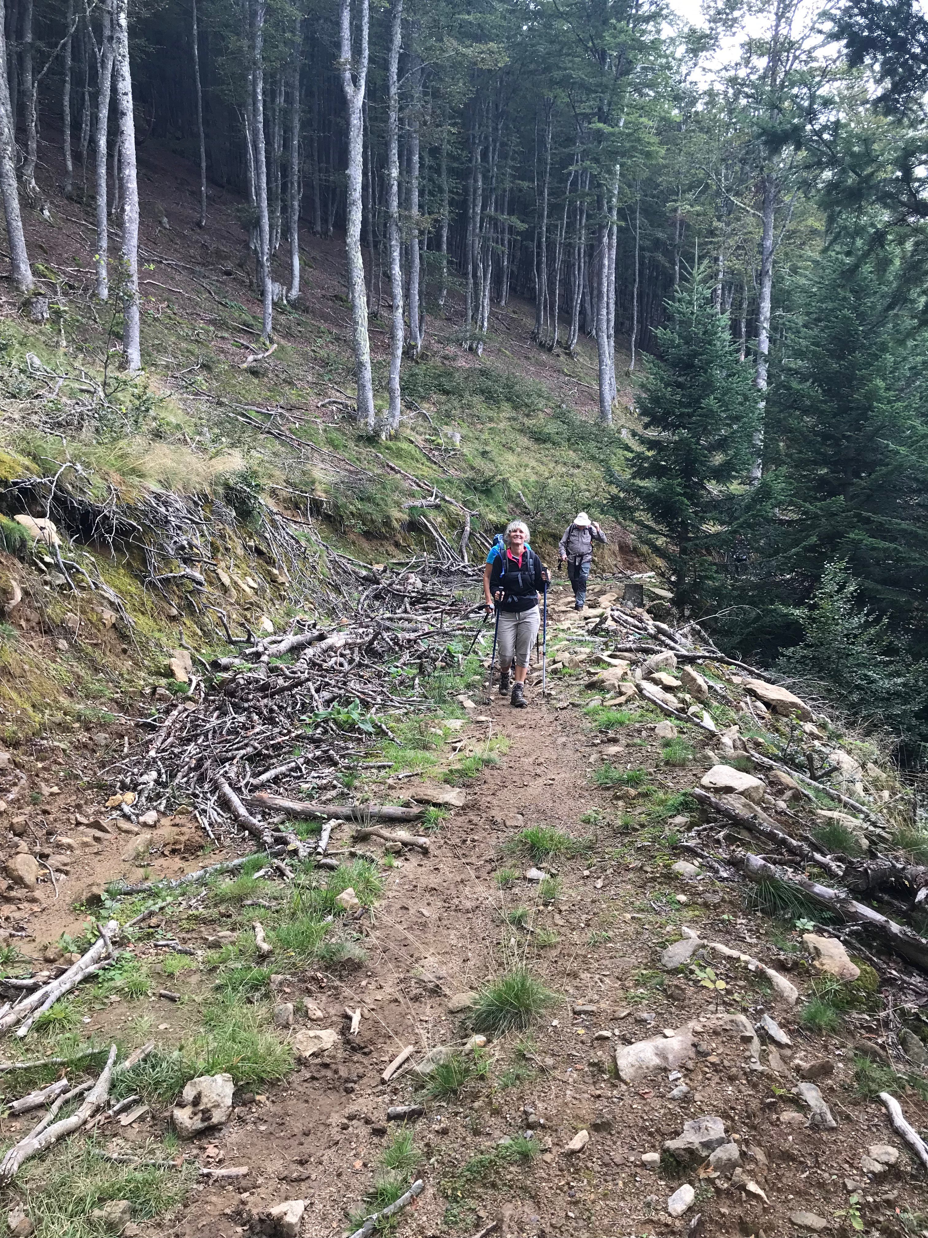 Retour dans la forêt